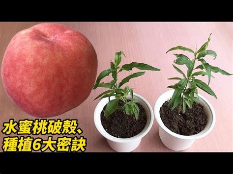 水蜜桃籽可以種嗎|2014 水蜜桃種子孵芽與植栽紀錄(18)